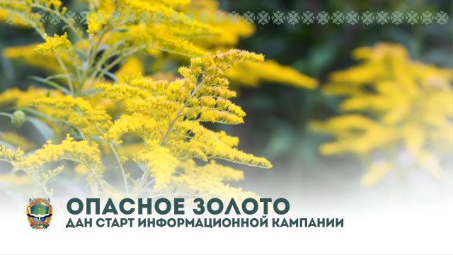 Информационная кампания «Опасное золото»